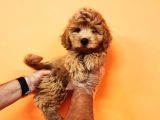 Kahve Tonlu Mini Boy Puppy Sevimli Yavrular Malti̇po Ci̇nsi̇ 