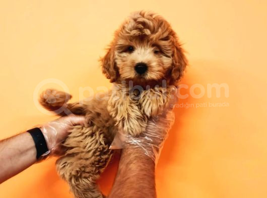 Kahve Tonlu Mini Boy Puppy Sevimli Yavrular Malti̇po Ci̇nsi̇  görsel