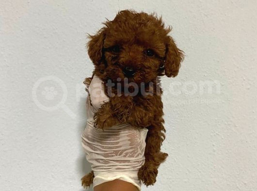 Anne Sütünü Yeterince Emen Poodle Bebek