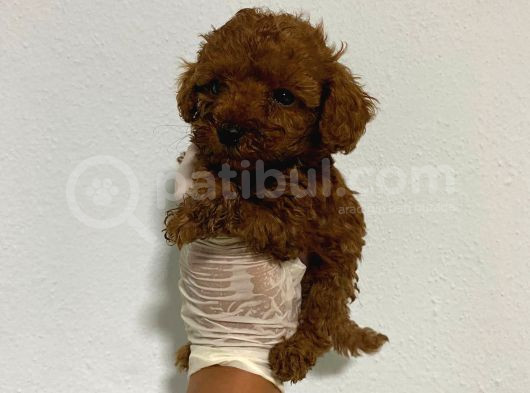 Anne Sütünü Yeterince Emen Poodle Bebek görsel