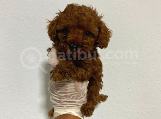 Anne Sütünü Yeterince Emen Poodle Bebek görsel