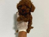 Anne Sütünü Yeterince Emen Poodle Bebek