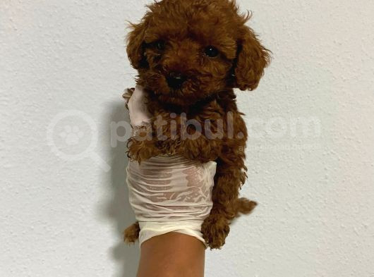 Anne Sütünü Yeterince Emen Poodle Bebek görsel