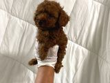 Dark Renginde Orjinal Poodle Yavrum En Koyu Tonda