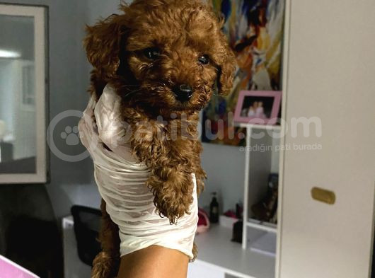 Anne Altından Ev Doğumlu Aşılı Poodle Bebekler görsel