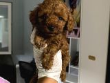 Anne Altından Ev Doğumlu Aşılı Poodle Bebekler