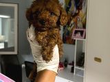 Anne Altından ev doğumlu aşılı poodle bebekler