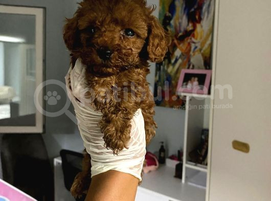 Anne Altından Ev Doğumlu Aşılı Poodle Bebekler
