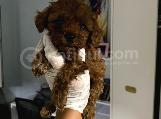 Anne Altından Ev Doğumlu Aşılı Poodle Bebekler görsel