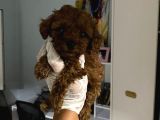 Anne Altından Ev Doğumlu Aşılı Poodle Bebekler