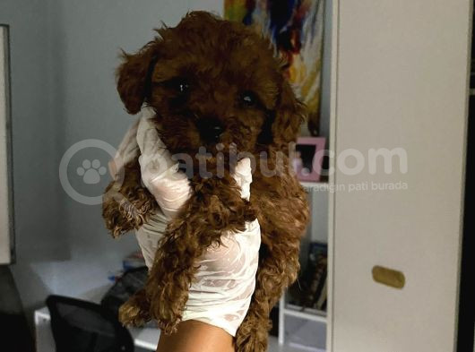 Anne Altından Ev Doğumlu Aşılı Poodle Bebekler görsel