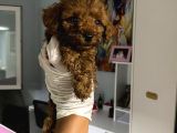 Anne Altından Ev Doğumlu Aşılı Poodle Bebekler