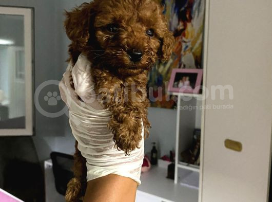 Anne Altından Ev Doğumlu Aşılı Poodle Bebekler görsel