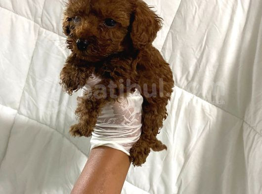 Dark Renginde Orjinal Poodle Yavrum En Koyu Tonda görsel