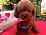 Mini boy koyu kahverengi poodle yavrular 
