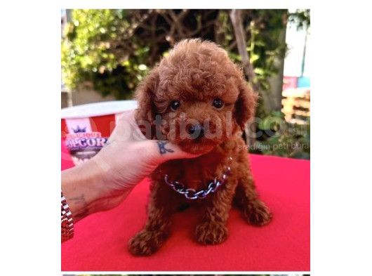Mini Boy Koyu Kahverengi Poodle Yavrular 