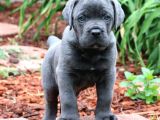 Dev Cane Corso Yavrular Heryere Gönderi̇li̇r