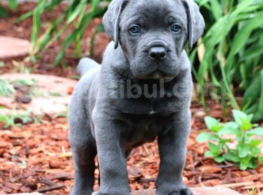 Dev Cane Corso Yavrular Heryere Gönderi̇li̇r görsel