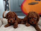 Kıvır kıvır renk renk poodle yavrularımız