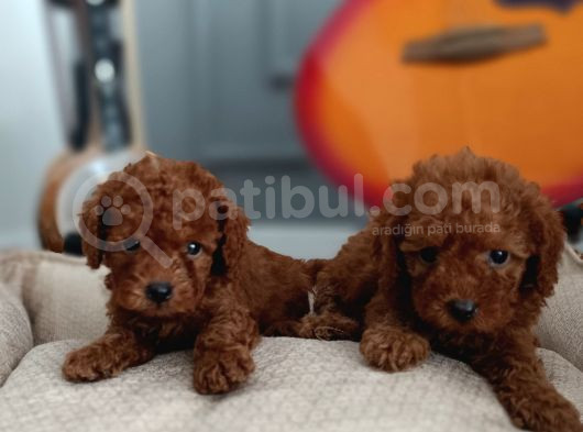 Kıvır Kıvır Renk Renk Poodle Yavrularımız