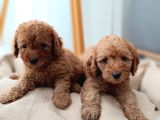 Kıvır Kıvır Renk Renk Poodle Yavrularımız