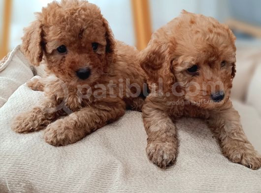 Kıvır Kıvır Renk Renk Poodle Yavrularımız görsel