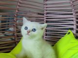 SCRLİ ANNE VE BABADAN YAVRULAR