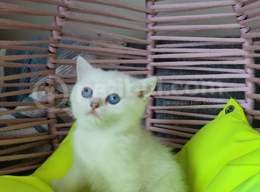 Scrli̇ Anne Ve Babadan Yavrular