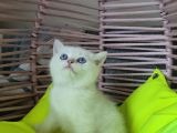 Scrli̇ Anne Ve Babadan Yavrular