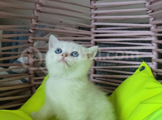 Scrli̇ Anne Ve Babadan Yavrular görsel