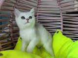 Scrli̇ Anne Ve Babadan Yavrular