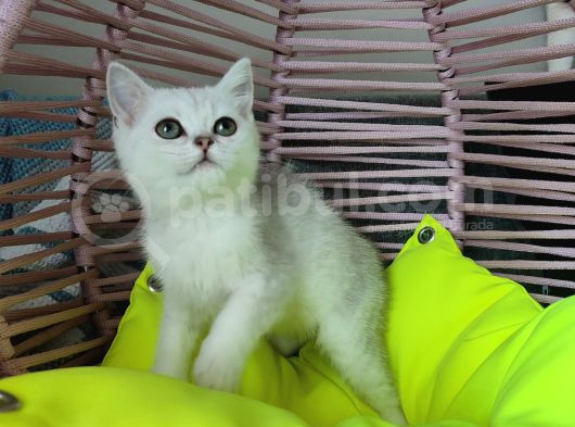 Scrli̇ Anne Ve Babadan Yavrular görsel