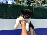 Safkan Amerikan Akita Yavrular
