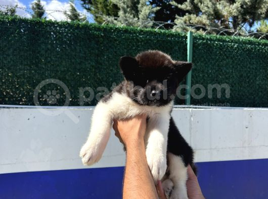 Safkan Amerikan Akita Yavrular görsel