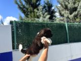 Safkan Amerikan Akita Yavrular