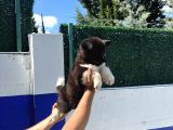 Safkan Amerikan Akita Yavrular
