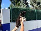 Safkan Amerikan Akita Yavrular