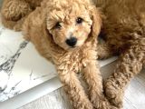 Toy Poodle 2 Aylık Yavru