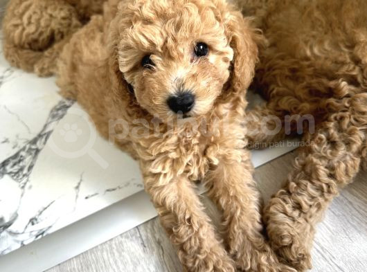 Toy Poodle 2 Aylık Yavru görsel