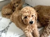 Toy poodle 2 aylık yavru