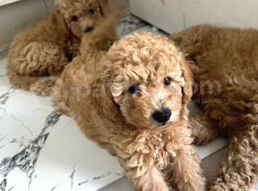 Toy Poodle 2 Aylık Yavru