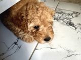 Toy Poodle 2 Aylık Yavru