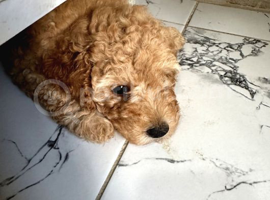 Toy Poodle 2 Aylık Yavru görsel