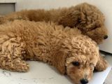 Toy Poodle 2 Aylık Yavru