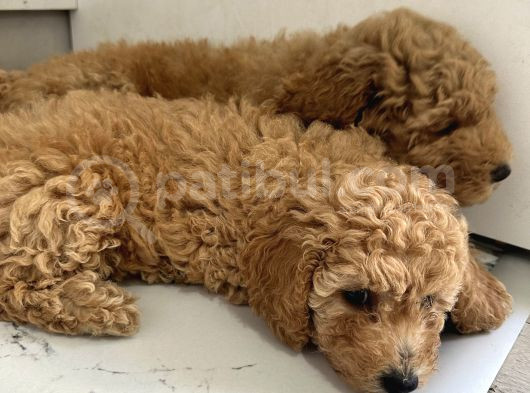 Toy Poodle 2 Aylık Yavru görsel