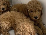 Toy Poodle 2 Aylık Yavru
