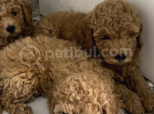 Toy Poodle 2 Aylık Yavru görsel