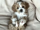 Puppy Paw maltipoo yavruları