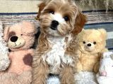 Puppy paw Maltipoo