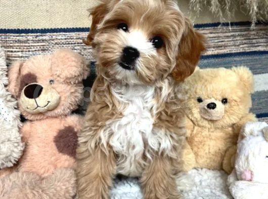 Puppy Paw Maltipoo